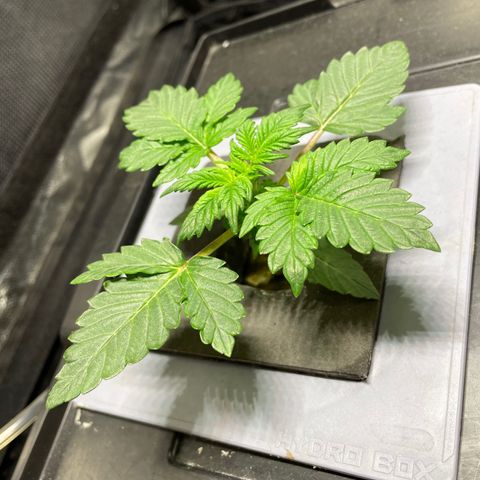 Royal Dwarf growlog timeline photo