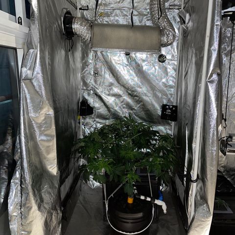 Royal Dwarf growlog timeline photo