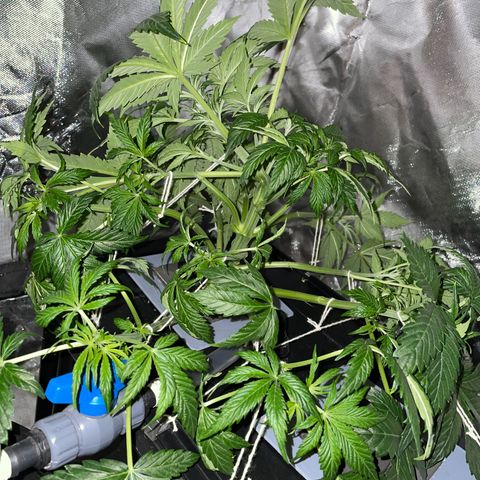 Royal Dwarf growlog timeline photo