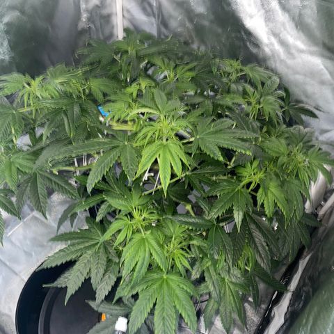 Royal Dwarf growlog timeline photo