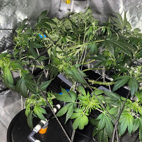 Royal Dwarf growlog timeline photo