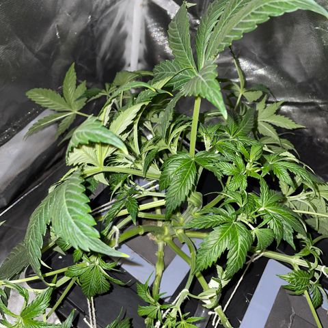 Royal Dwarf growlog timeline photo