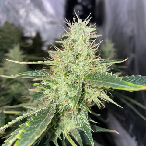 Auto Citrus Skunk growlog timeline photo