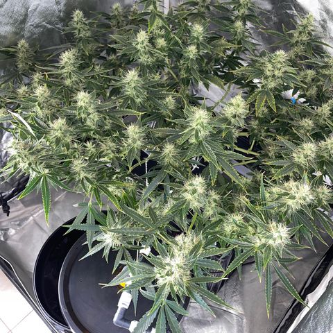 Auto Citrus Skunk growlog timeline photo