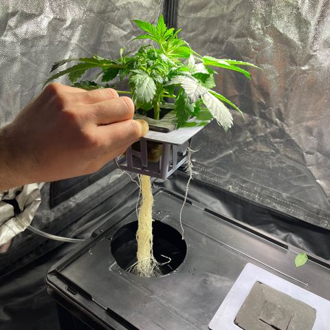 Royal Dwarf growlog timeline photo