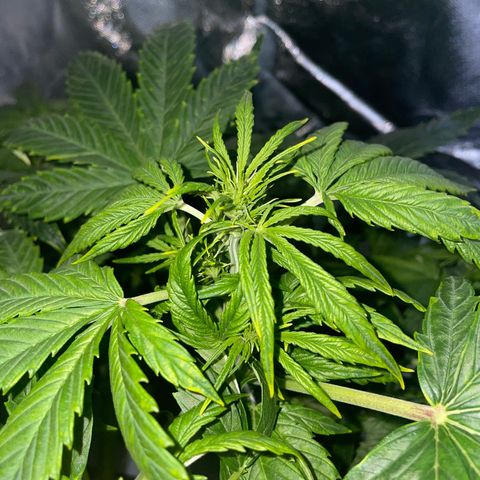 Royal Dwarf growlog timeline photo