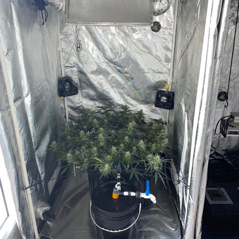 Auto Citrus Skunk growlog timeline photo