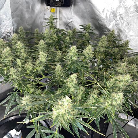 Auto Citrus Skunk growlog timeline photo