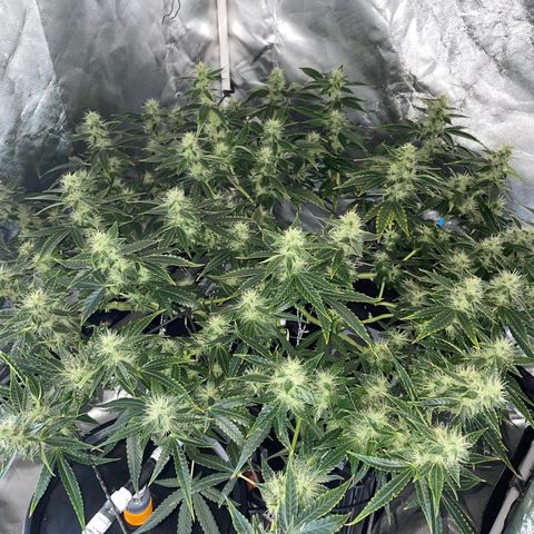 Auto Citrus Skunk growlog timeline photo