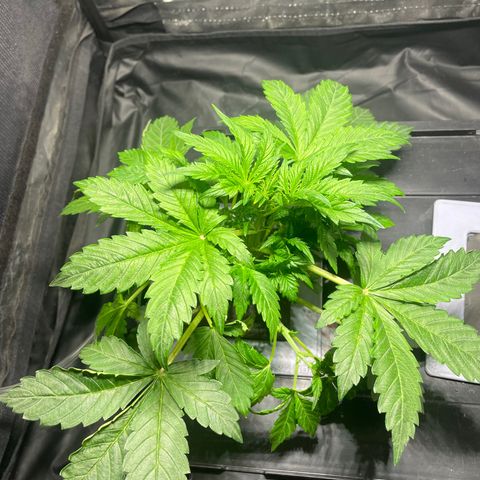 Royal Dwarf growlog timeline photo