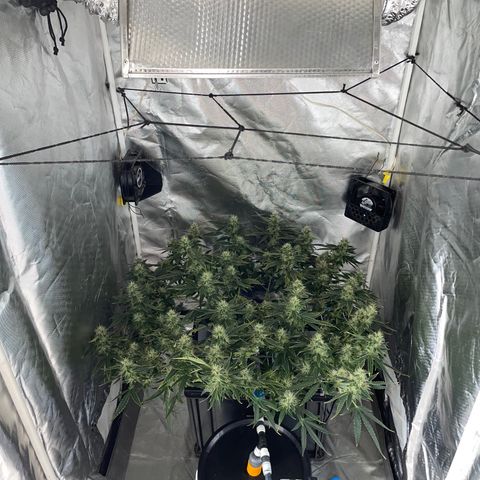 Auto Citrus Skunk growlog timeline photo