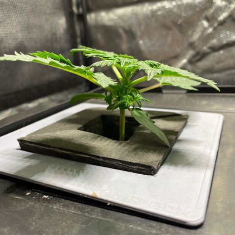 Royal Dwarf growlog timeline photo