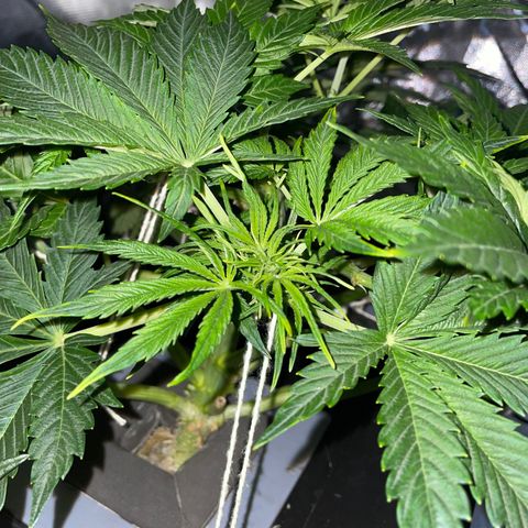 Royal Dwarf growlog timeline photo