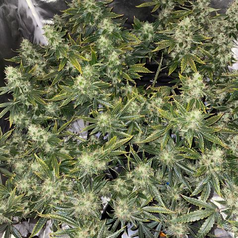 Auto Citrus Skunk growlog timeline photo