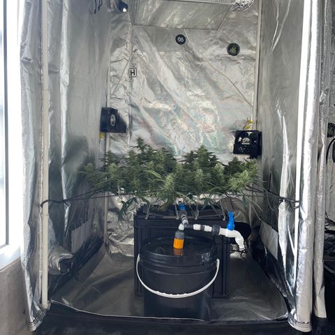 Auto Citrus Skunk growlog timeline photo