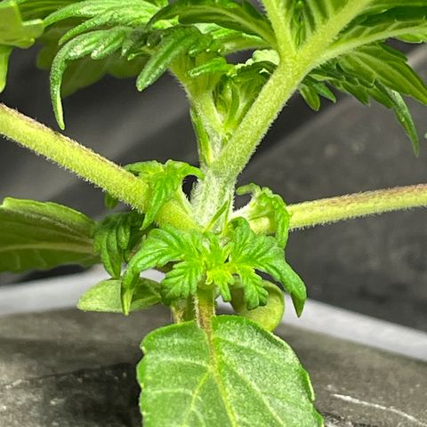 Royal Dwarf growlog timeline photo