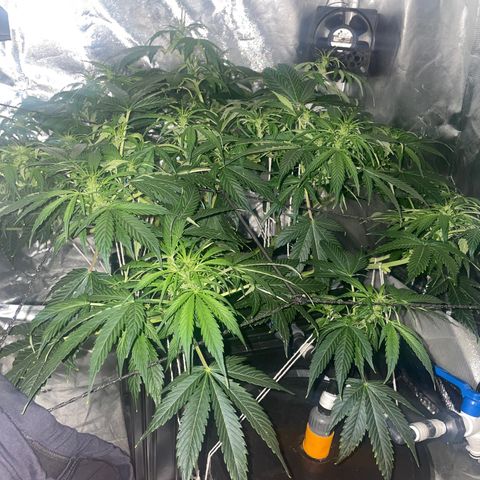 Royal Dwarf growlog timeline photo