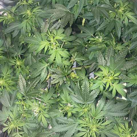 Royal Dwarf growlog timeline photo