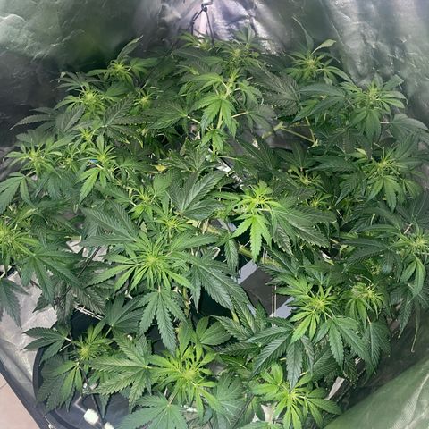 Royal Dwarf growlog timeline photo
