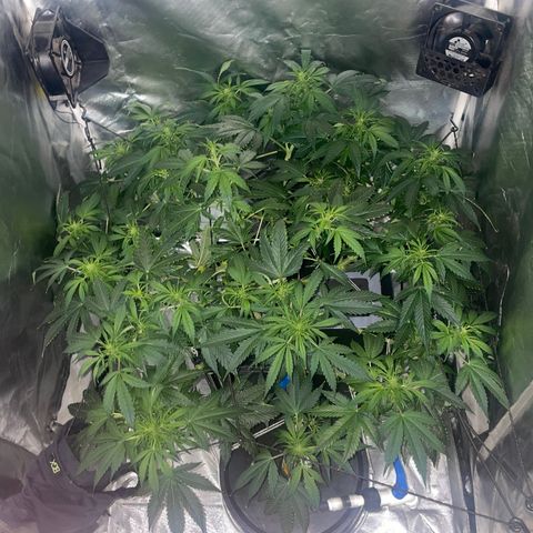 Royal Dwarf growlog timeline photo