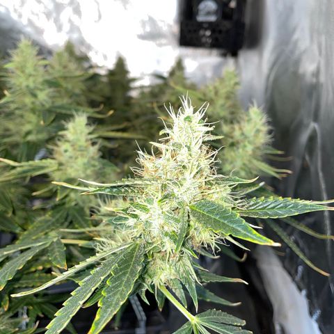 Auto Citrus Skunk growlog timeline photo
