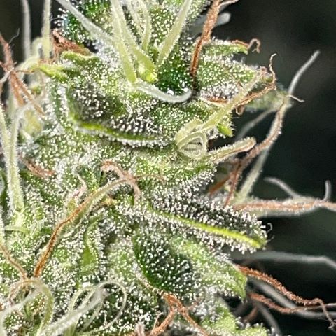 Auto Citrus Skunk growlog timeline photo