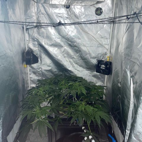 Royal Dwarf growlog timeline photo