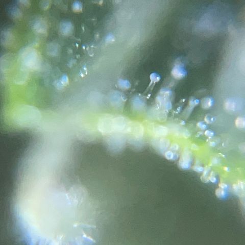 Auto Citrus Skunk growlog timeline photo