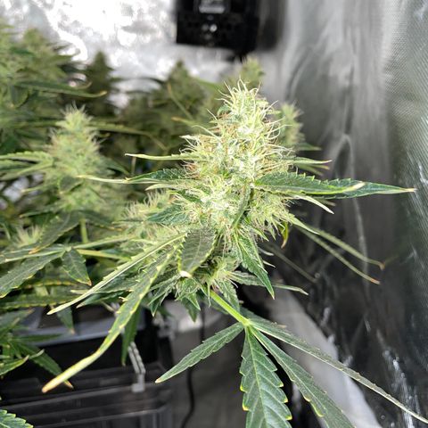Auto Citrus Skunk growlog timeline photo