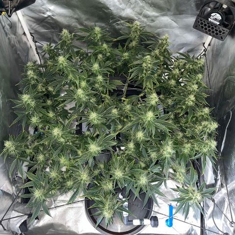 Auto Citrus Skunk growlog timeline photo