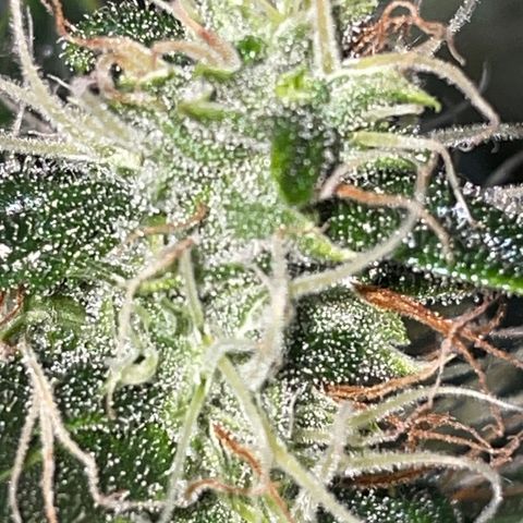 Auto Citrus Skunk growlog timeline photo