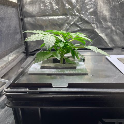 Royal Dwarf growlog timeline photo