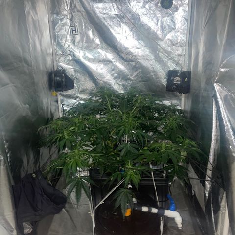 Royal Dwarf growlog timeline photo