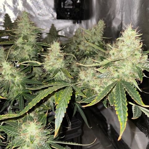 Auto Citrus Skunk growlog timeline photo