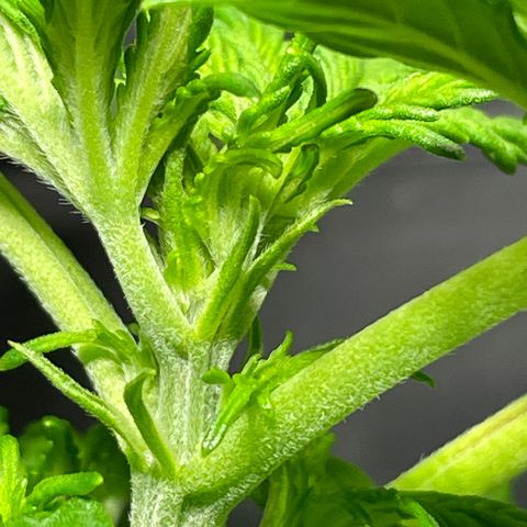 Royal Dwarf growlog timeline photo