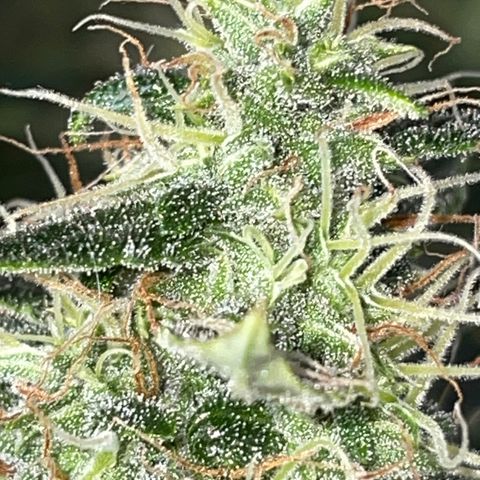 Auto Citrus Skunk growlog timeline photo