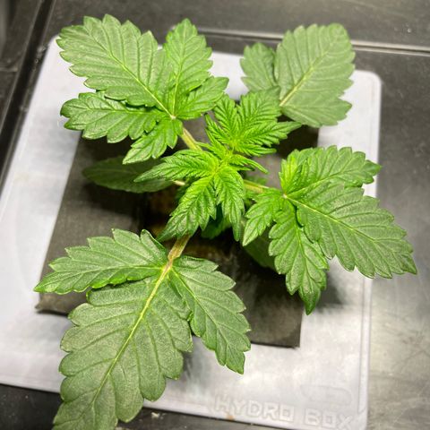 Royal Dwarf growlog timeline photo