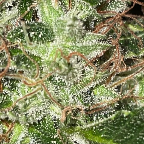 Auto Citrus Skunk growlog timeline photo