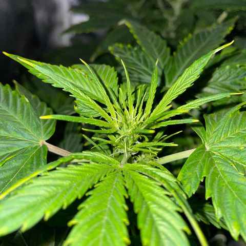 Royal Dwarf growlog timeline photo