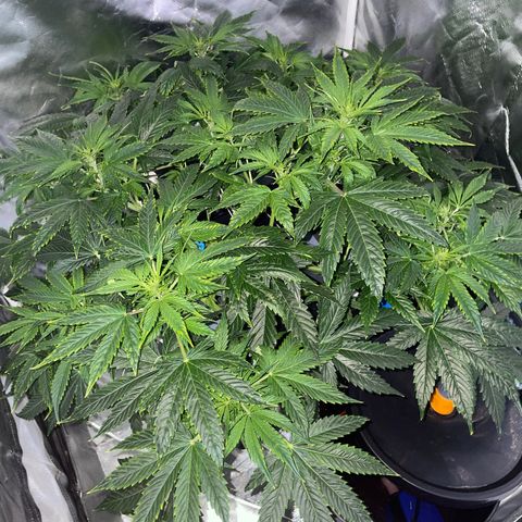 Royal Dwarf growlog timeline photo