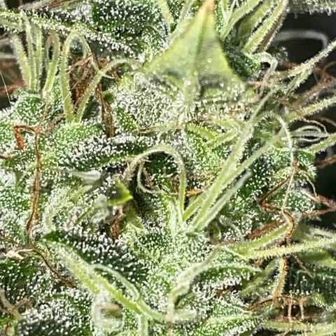 Auto Citrus Skunk growlog timeline photo