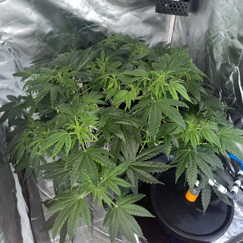 Royal Dwarf growlog timeline photo
