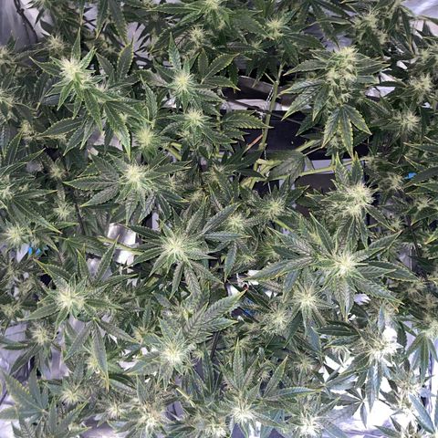 Auto Citrus Skunk growlog timeline photo