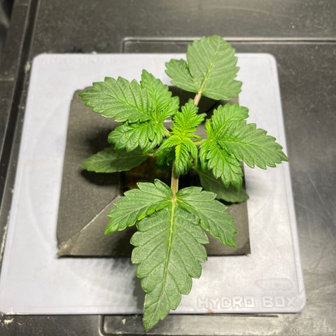 Royal Dwarf growlog timeline photo