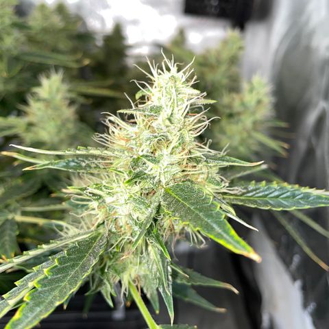 Auto Citrus Skunk growlog timeline photo