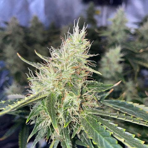 Auto Citrus Skunk growlog timeline photo