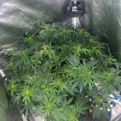 Royal Dwarf growlog timeline photo