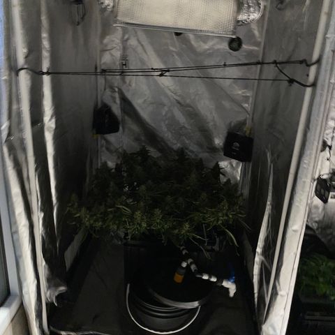 Auto Citrus Skunk growlog timeline photo
