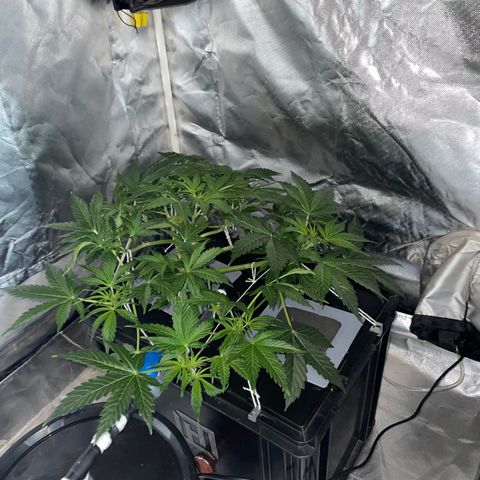 Royal Dwarf growlog timeline photo