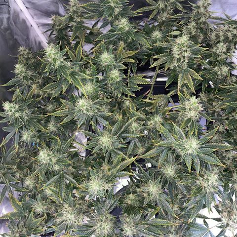 Auto Citrus Skunk growlog timeline photo